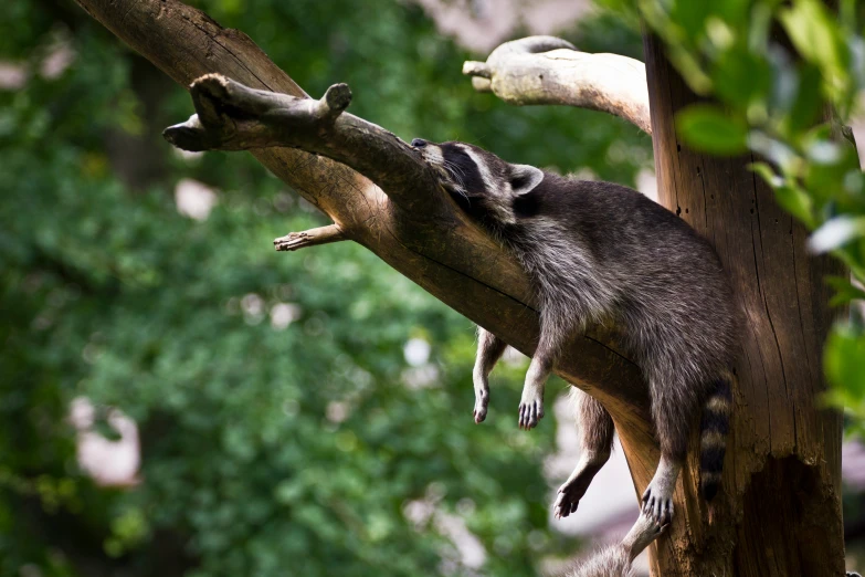 a little animal climbing up on the top of a tree nch