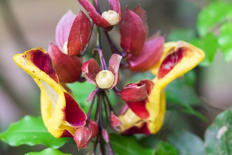 a close up of flowers on a plant with many pink and yellow flowers