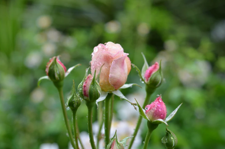 a flower with water drops on it