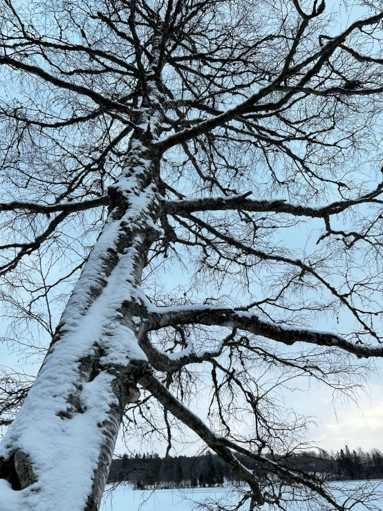 a tree with no leaves is covered by snow