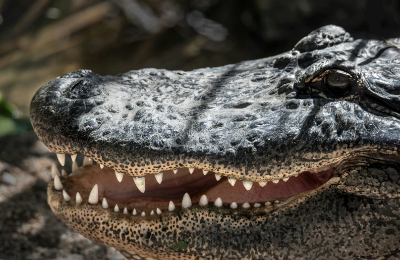 a large alligator with his teeth missing