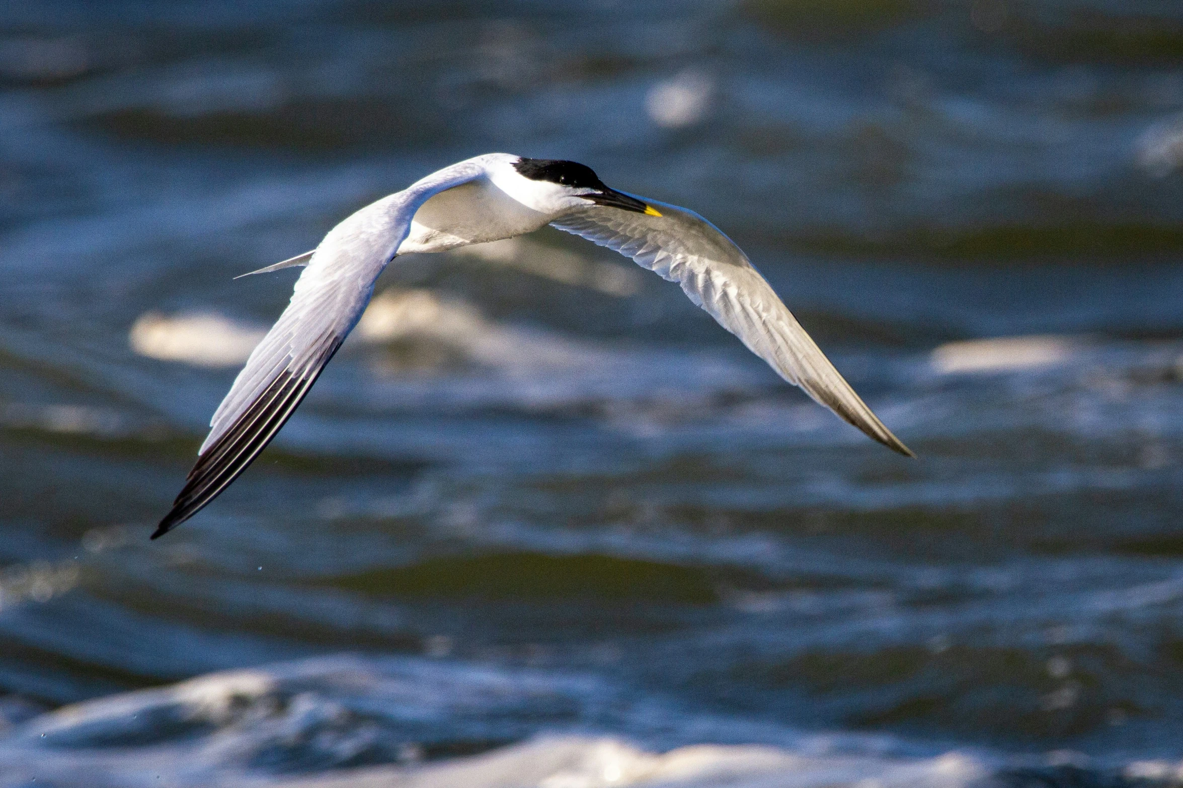 a white bird flying over the ocean waters