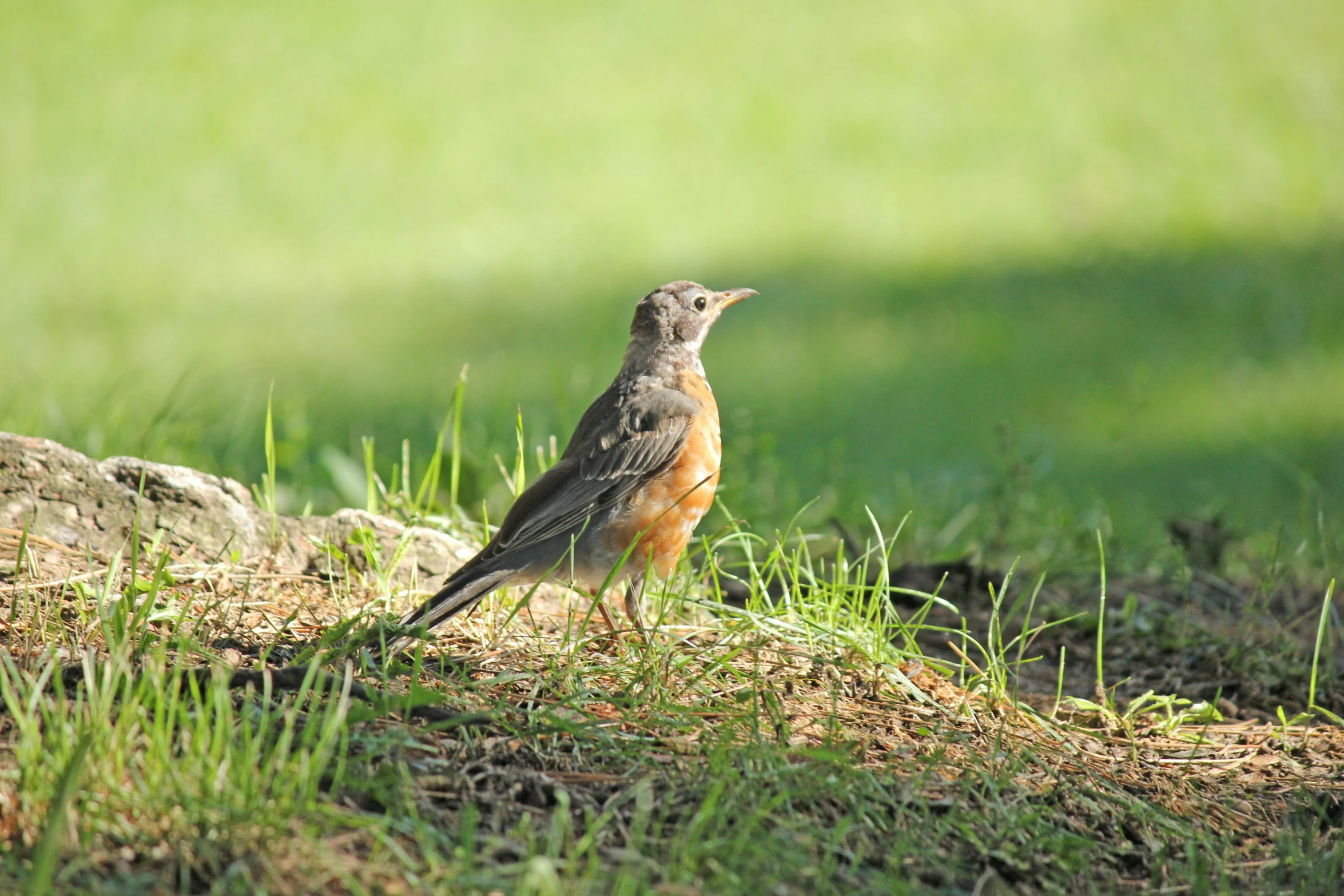 the bird is standing still in the field by the grass