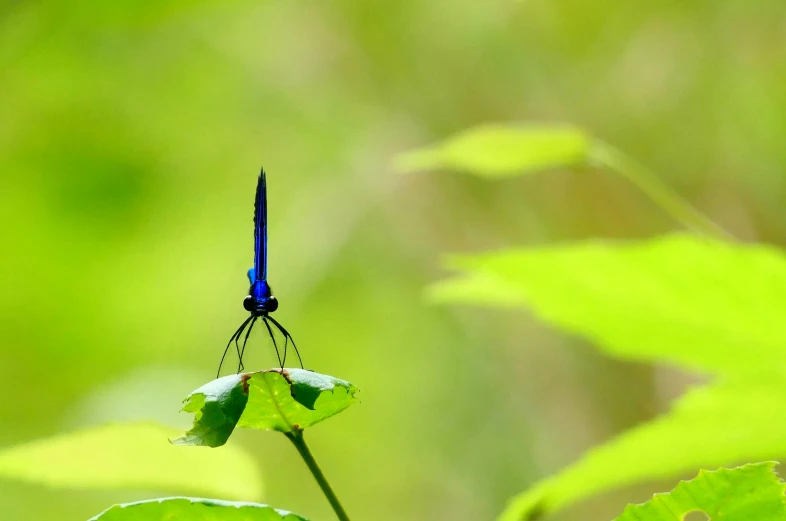 a bug is perched on the back of a leaf