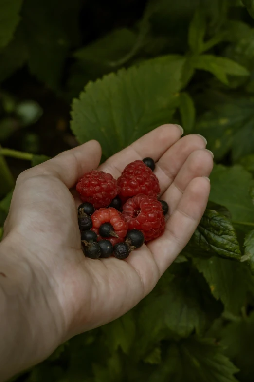 a person holding raspberries on their palm and a berry on their hand