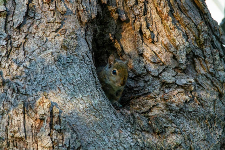 a squirrel is peeking through a hole in the bark of a tree