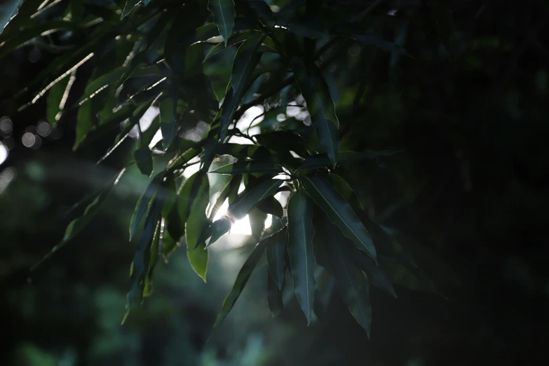 a nch covered in water droplets near the sunlight