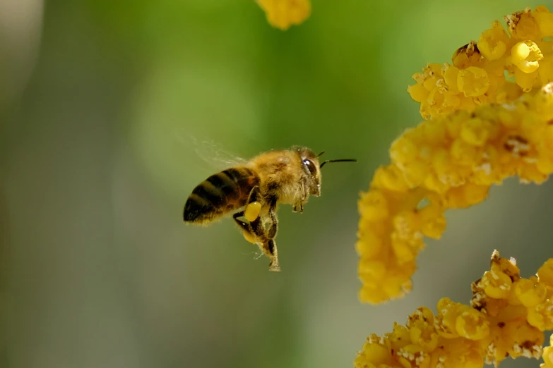 a bee with its back legs up flying toward some yellow flowers