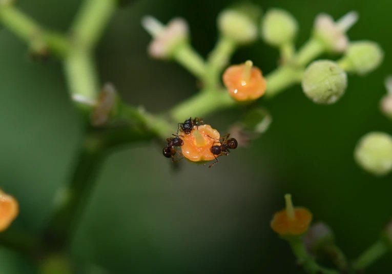 a close - up of the orange pollen on a flower