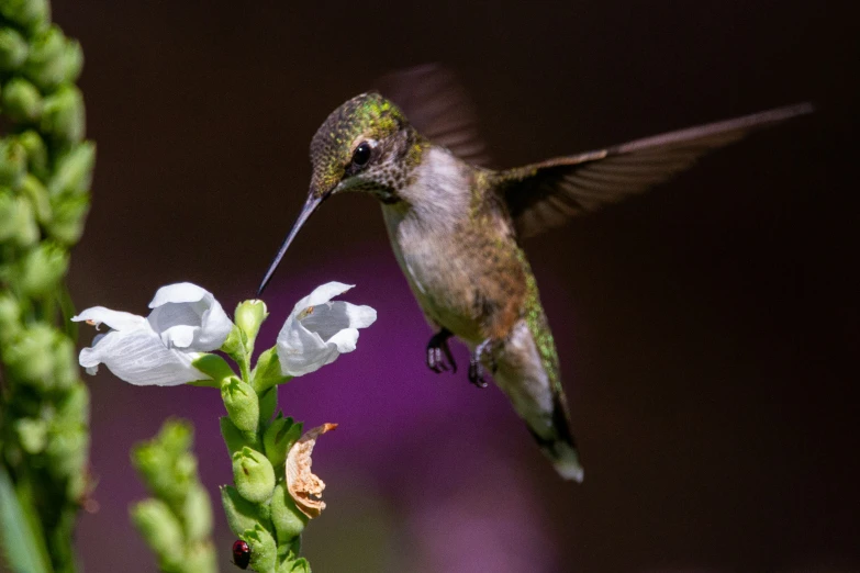 a hummingbird taking flight from a flower with it's beak