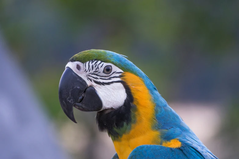 a parrot with bright blue and yellow feathers