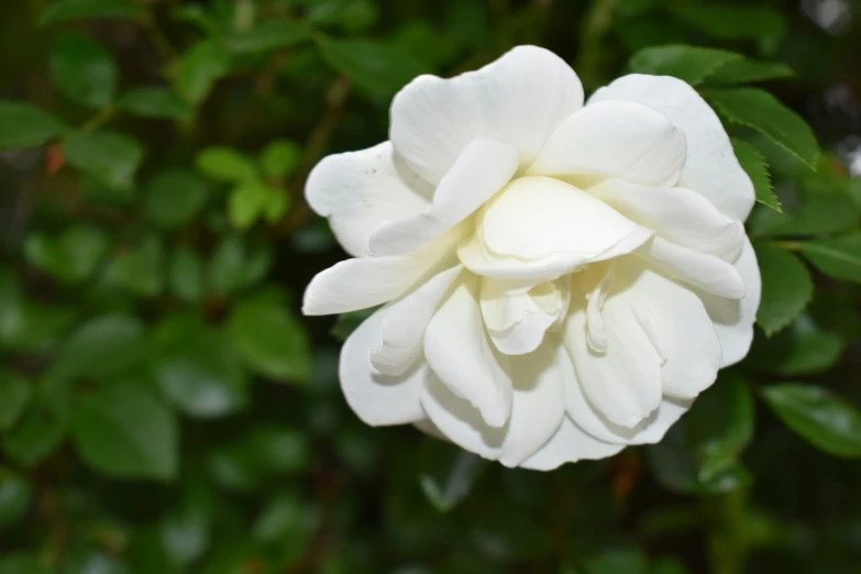 a white flower with green leaves behind it