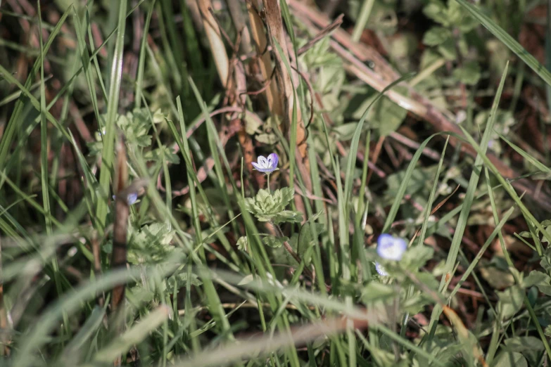 blue flowers grow among grass in the woods