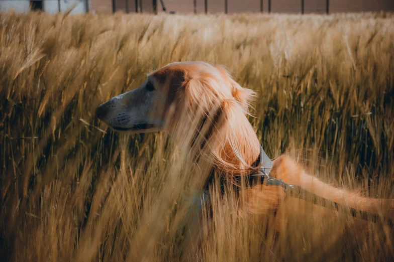 a dog in a wheat field looking out to the distance