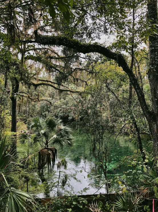 a wooded area with a lake surrounded by vegetation