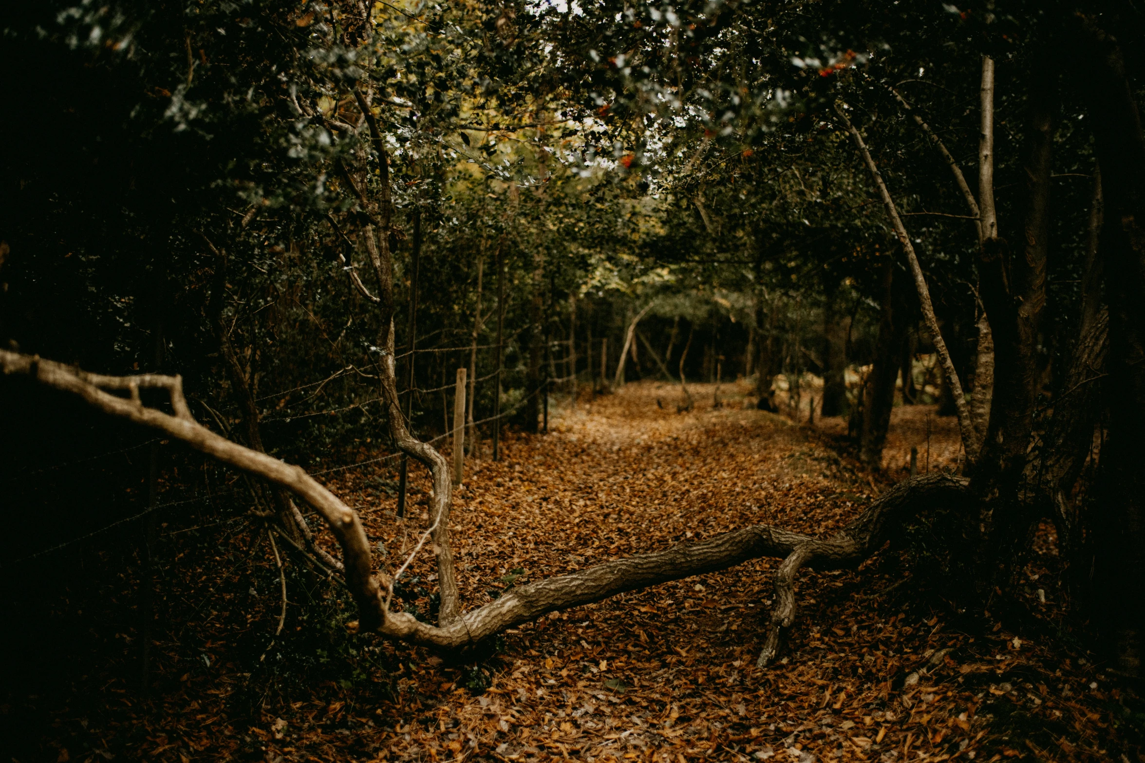 an eerie view of a forest with leaves falling off the ground