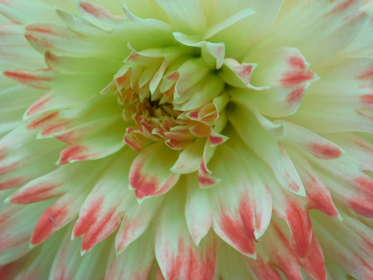 the bottom view of a large pink and yellow flower