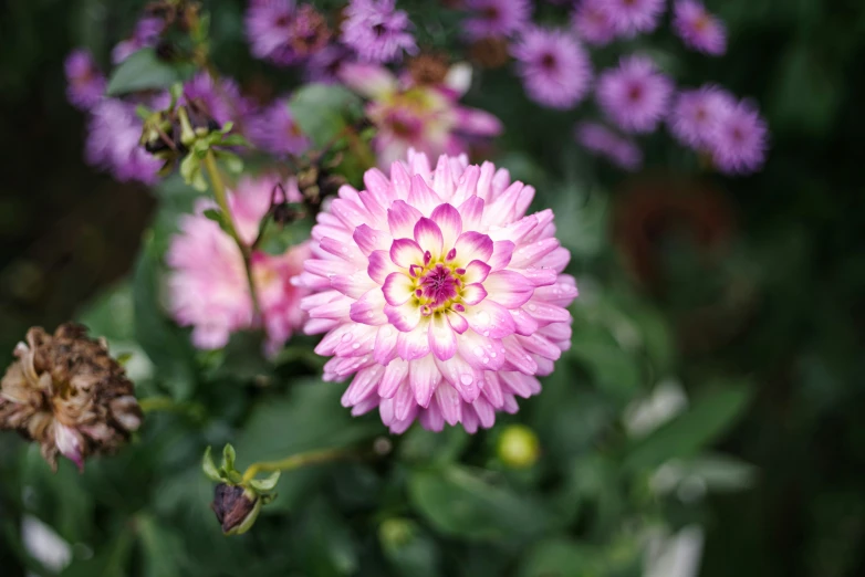 pink flowers are growing in a green plant