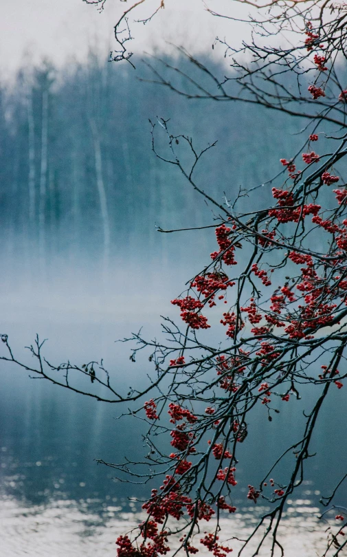 the nches and flowers of a tree with red leaves are reflected in water