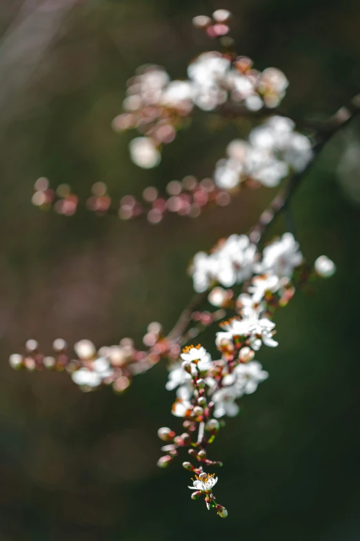 white and yellow flowers on a tree nch