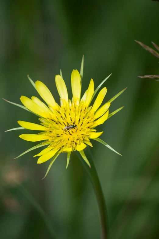 a flower with a bug on the top is surrounded by green foliage