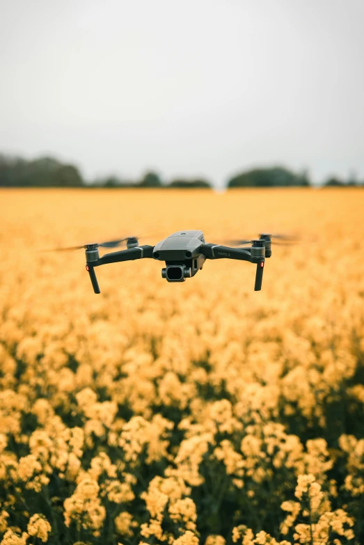 a crop that is standing in front of some flowers