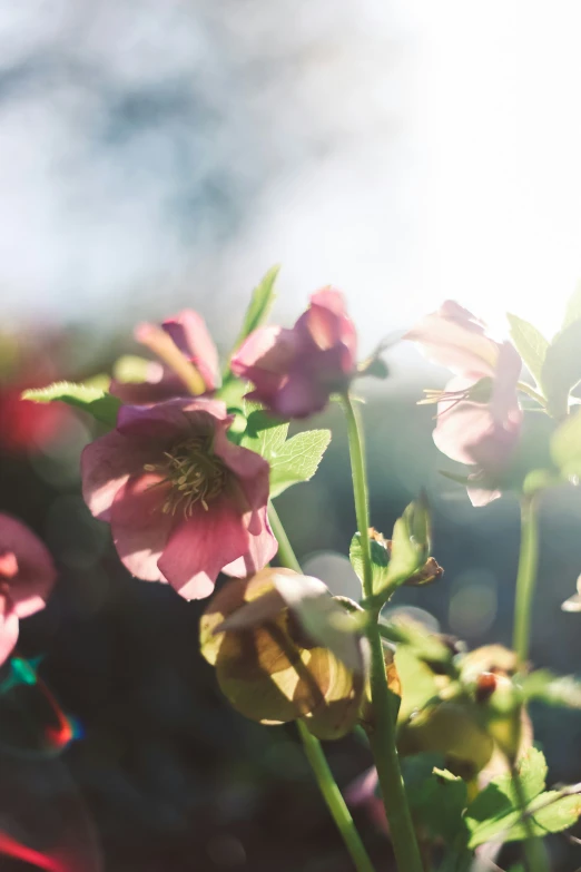 some pretty pink flowers blooming on the stems