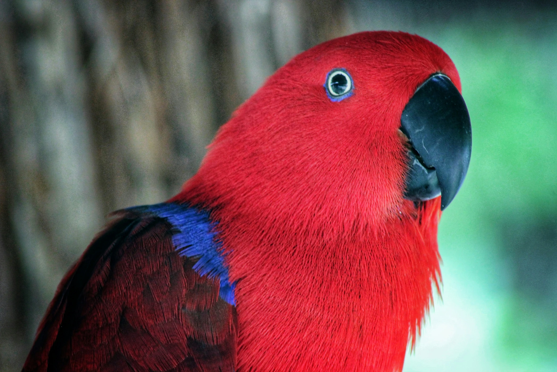 a red bird sitting next to a brown tree