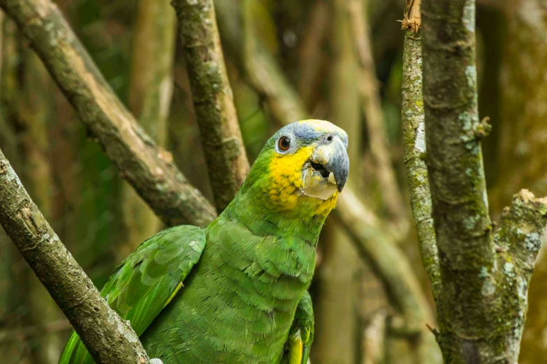 a green parrot perched on top of a nch