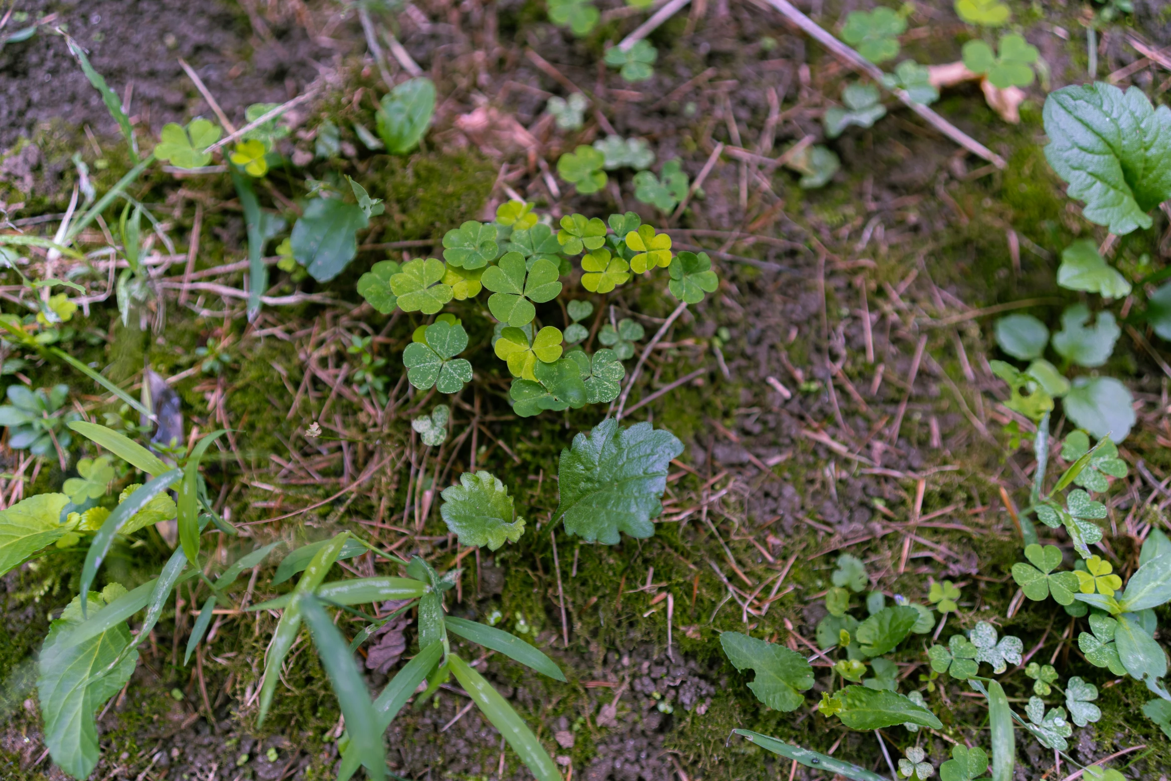 several green plants growing in the dirt