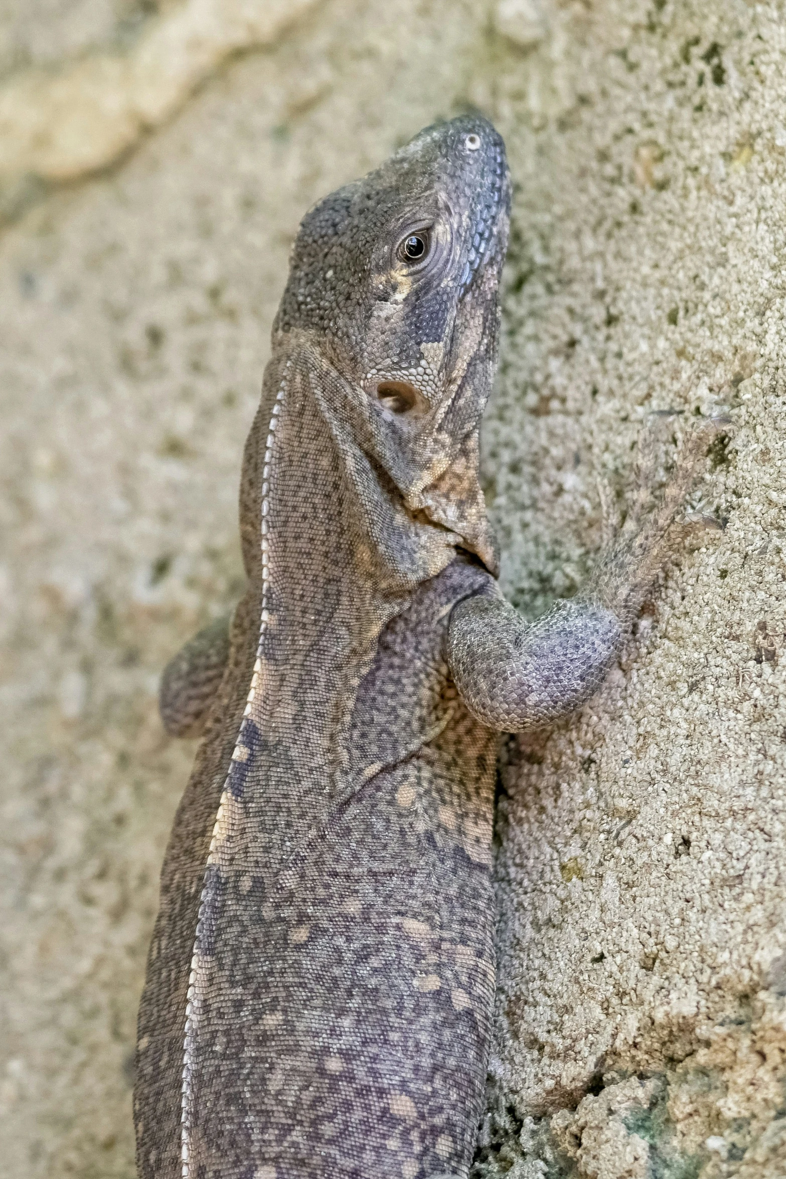 a lizard with it's arm around a rock face