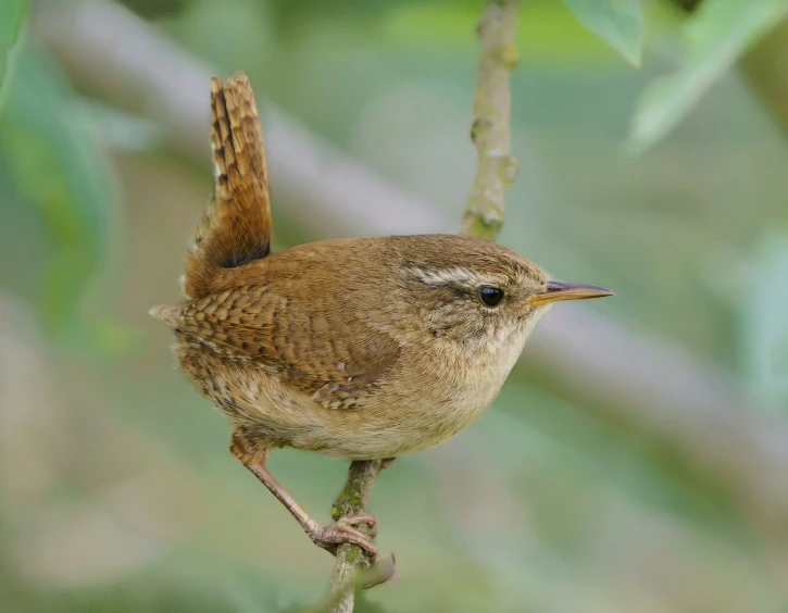 a brown bird is standing on a small nch