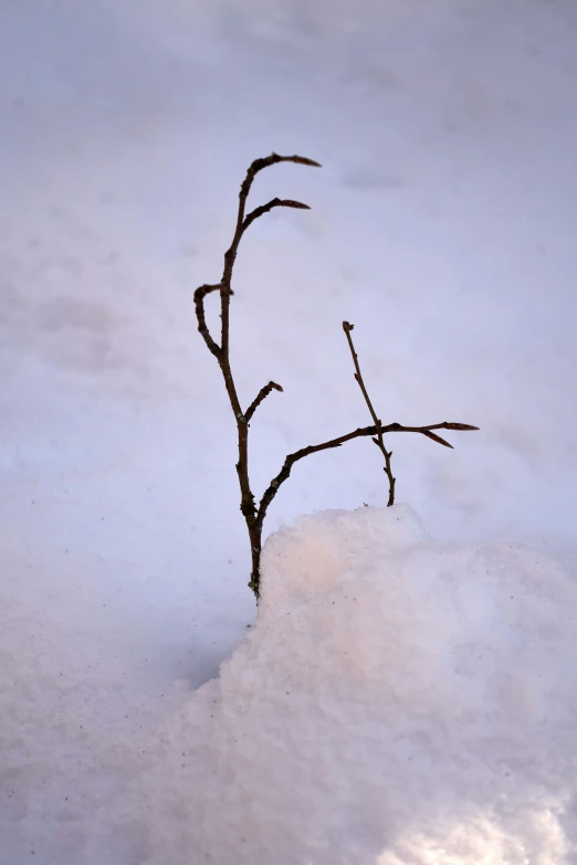 there is a small twig sticking out of the snow