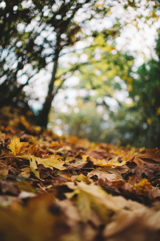 a forest with leaves laying on the ground