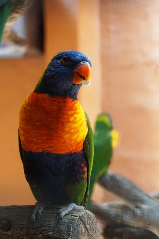 colorful bird perched on the trunk of a tree nch