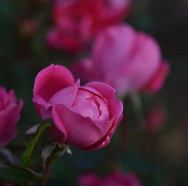 a small pink flower bud sitting in front of a green tree