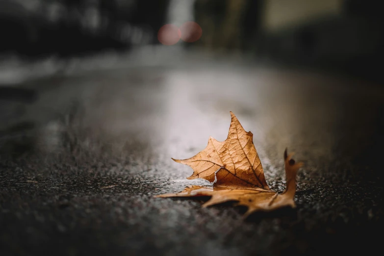 a single leaf is laying on the ground