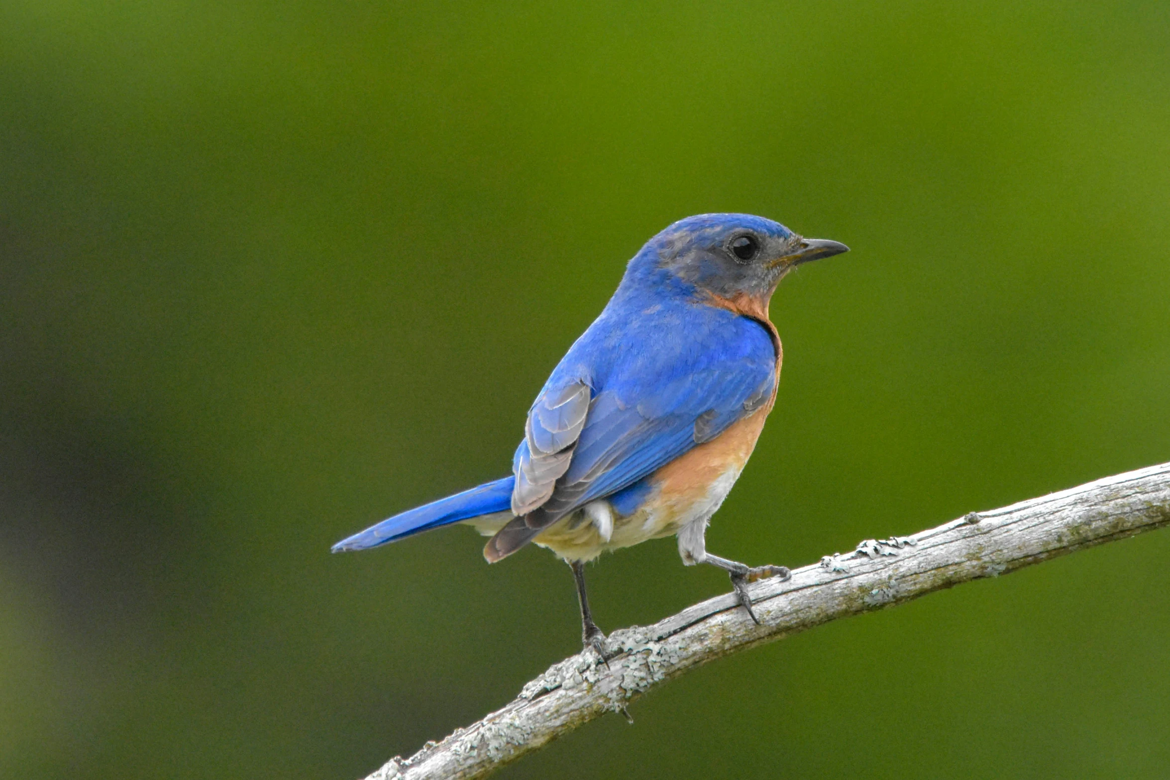 a blue bird sits on a tree nch