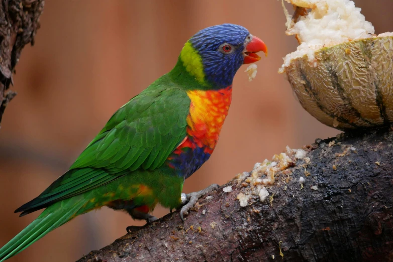 the bird has a lot of color on his body