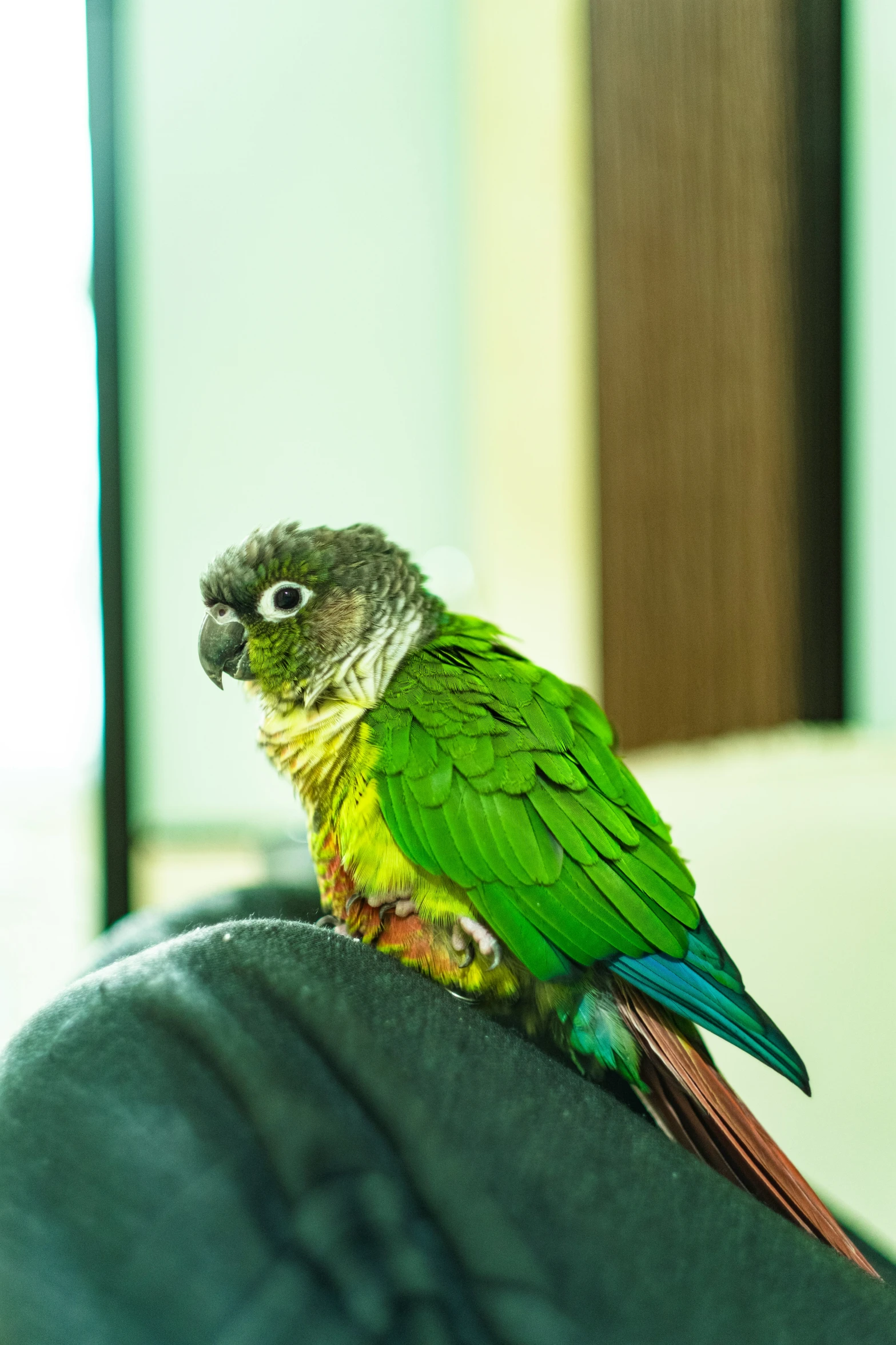 a parrot sitting on a persons arm