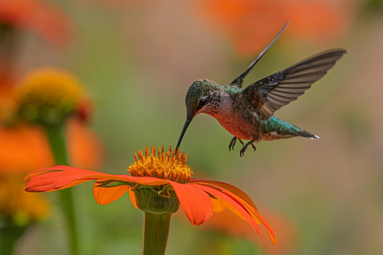 a colorful bird flying over a flower