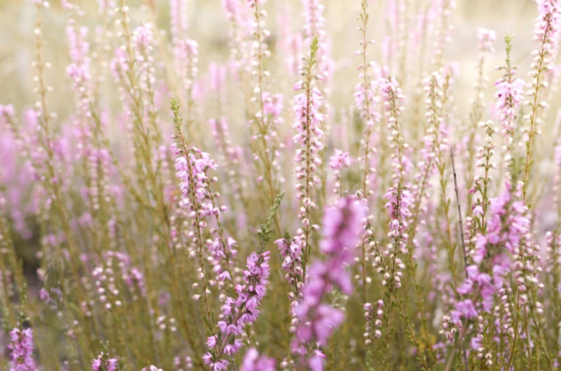pink flowers that are blooming on some grass