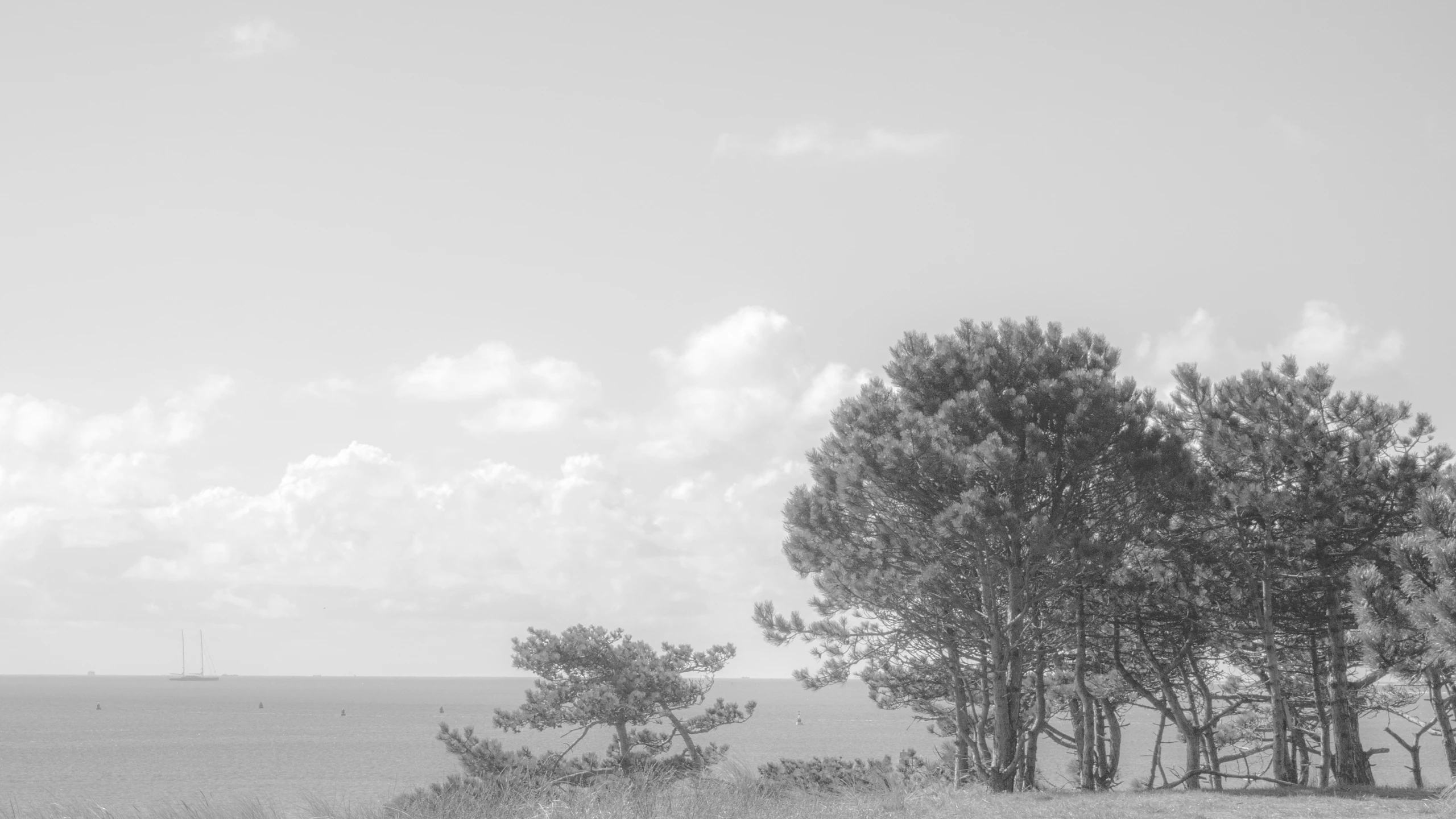 a field with some trees and water on the side