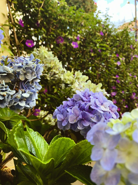 a garden is filled with plants and flowers