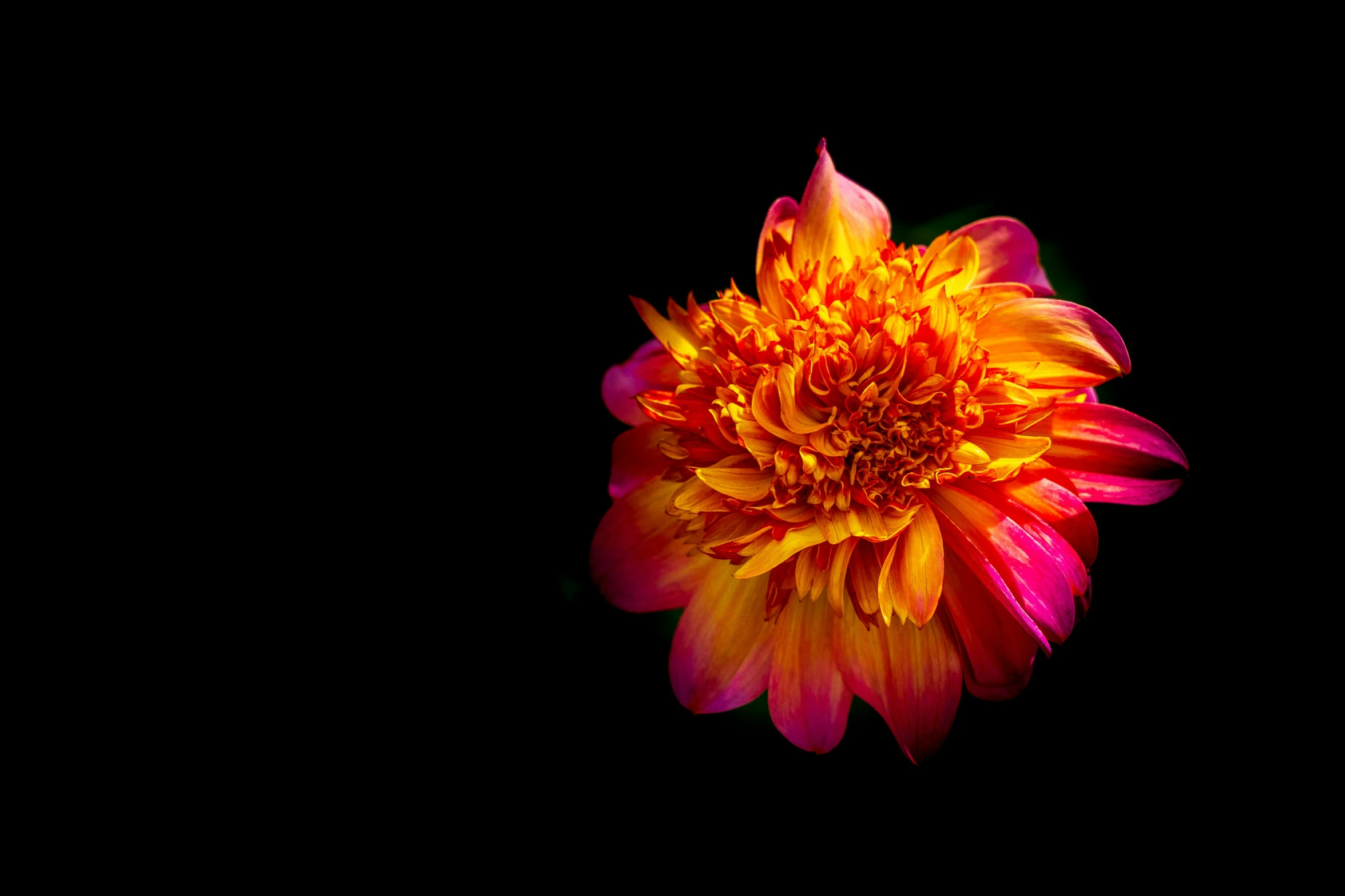 a red and yellow flower in the dark