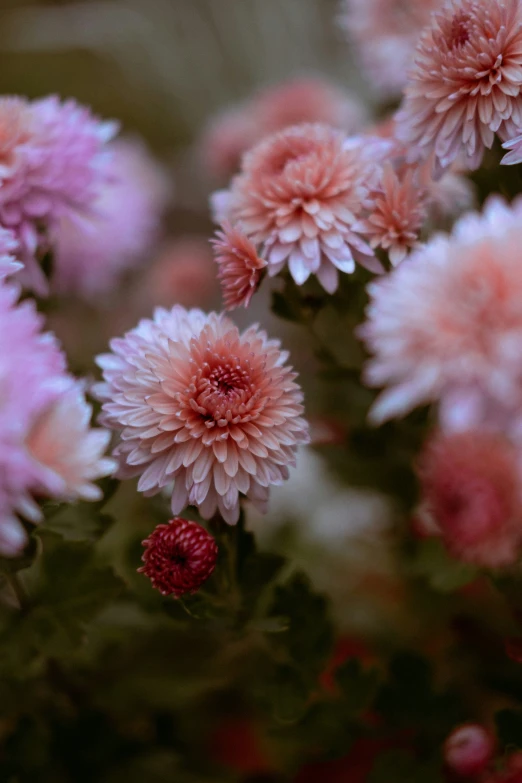 some flowers that are blooming up outside in the daytime