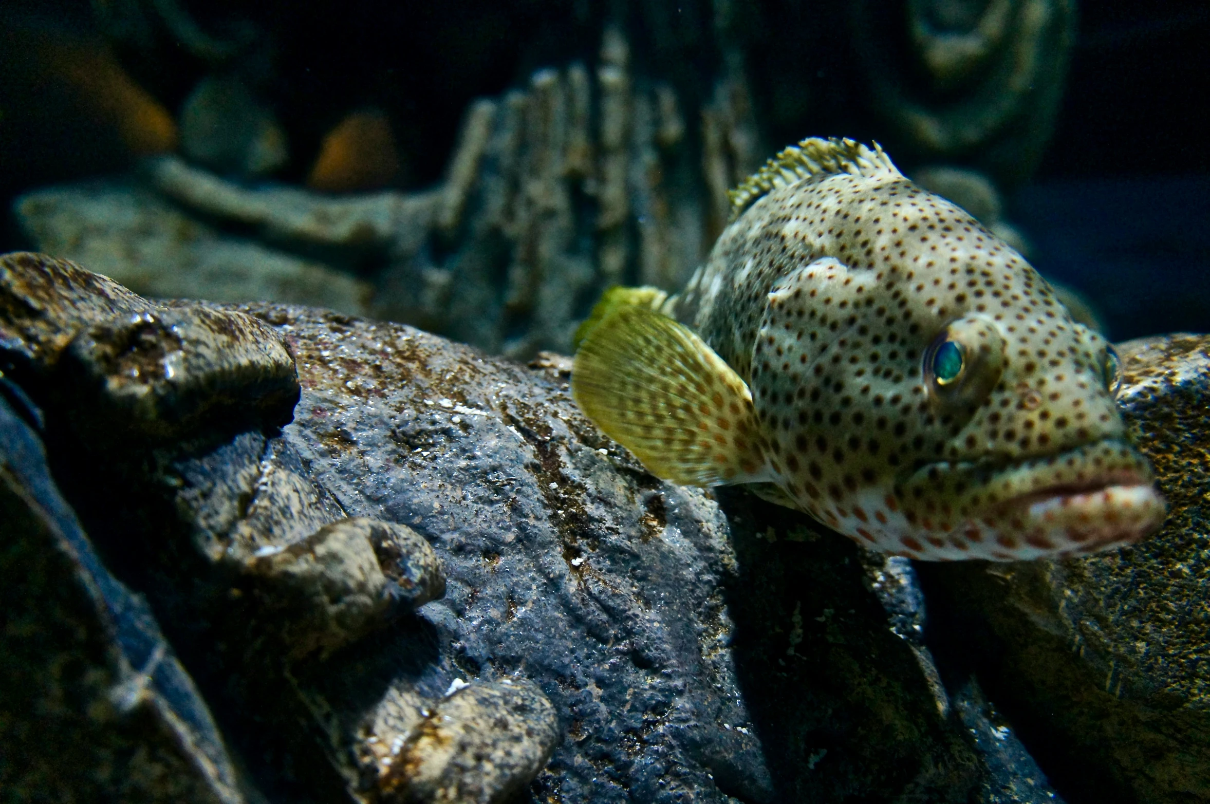 a yellow spotted fish standing by the rock
