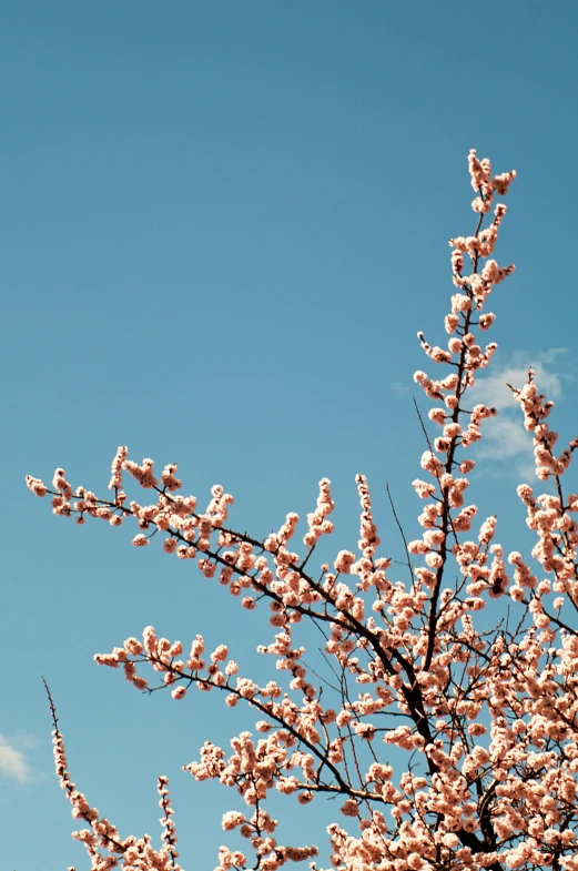 a large tree with white flowers on it