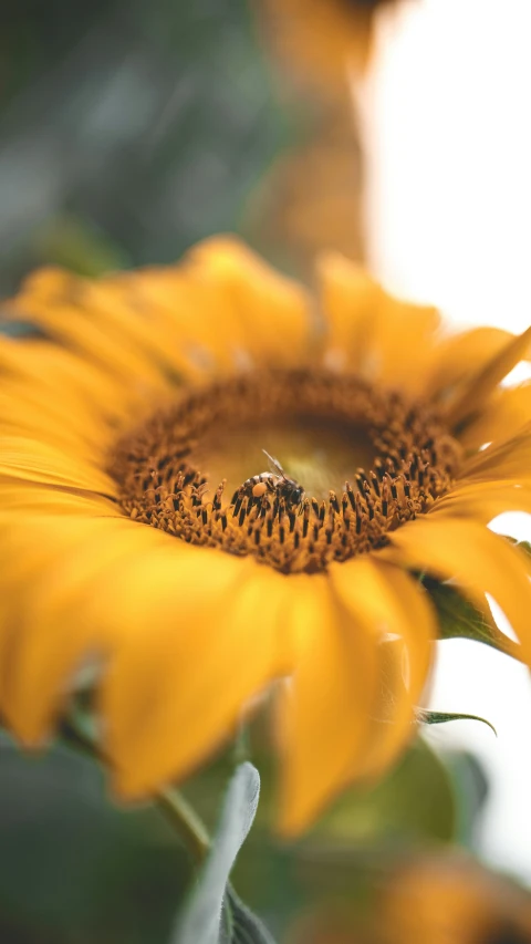 yellow flower with a bug on it