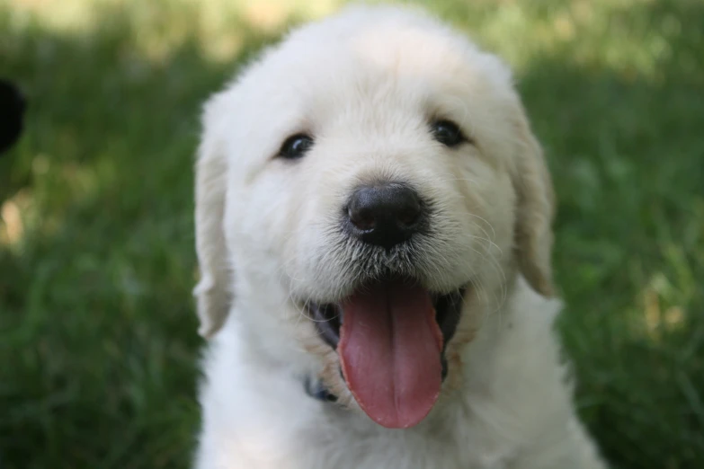 a large white dog has his tongue out